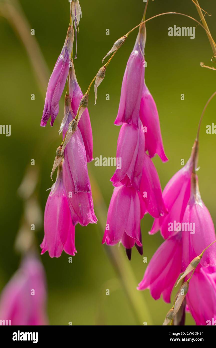 Canna da pesca di Ange, Dierama pulcherrimum, in giardino. Dal Sudafrica. Foto Stock