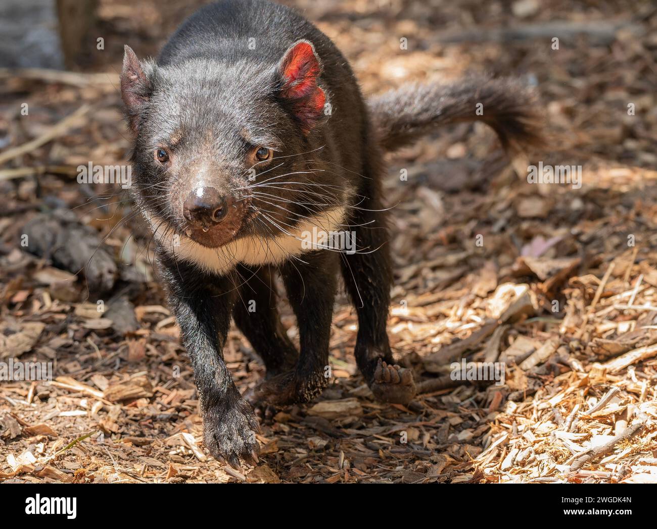 Diavolo della Tasmania, Sarcophilus harrisii, corsa e caccia. Tasmania. Foto Stock