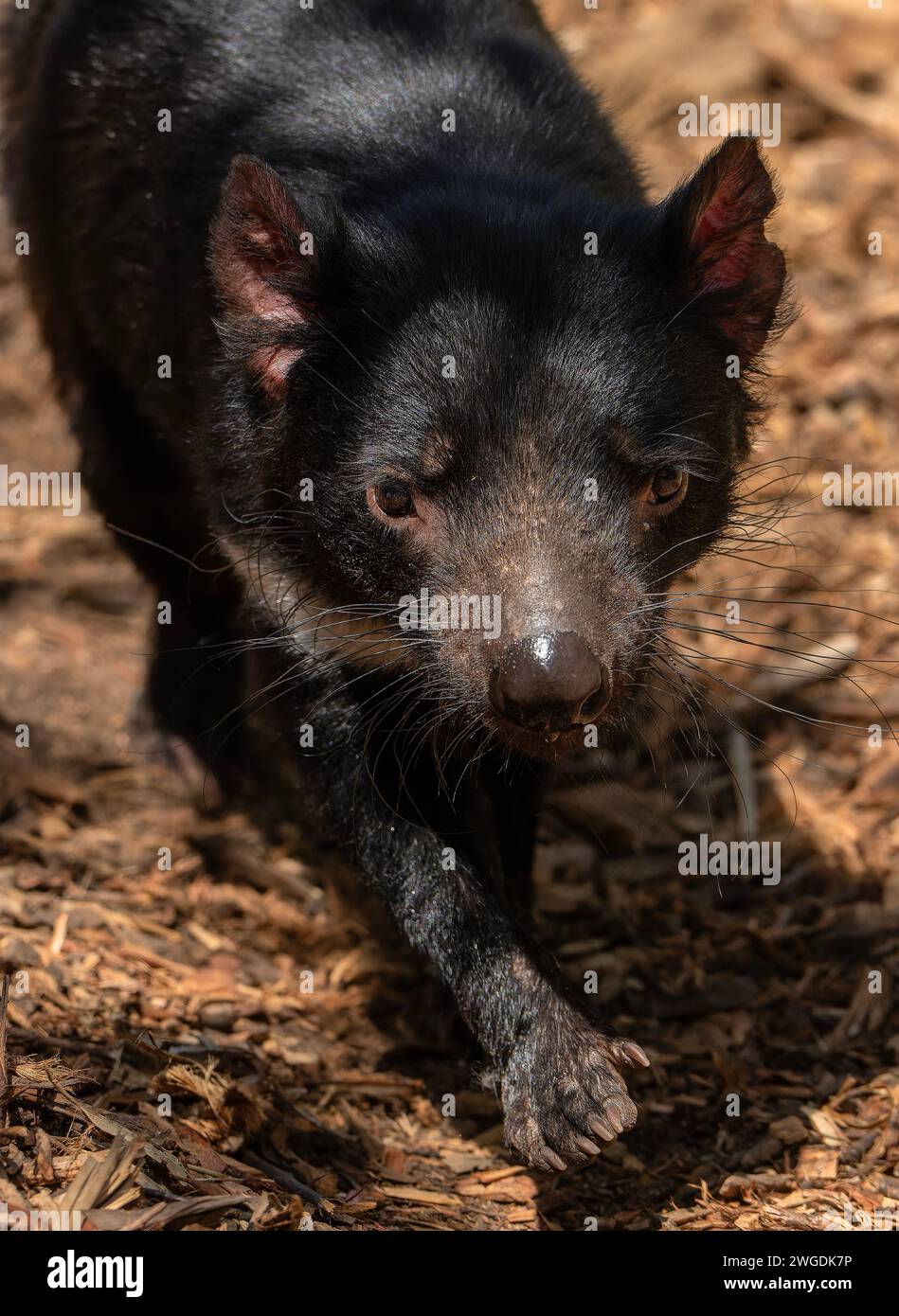 Diavolo della Tasmania, Sarcophilus harrisii, corsa e caccia. Tasmania. Foto Stock