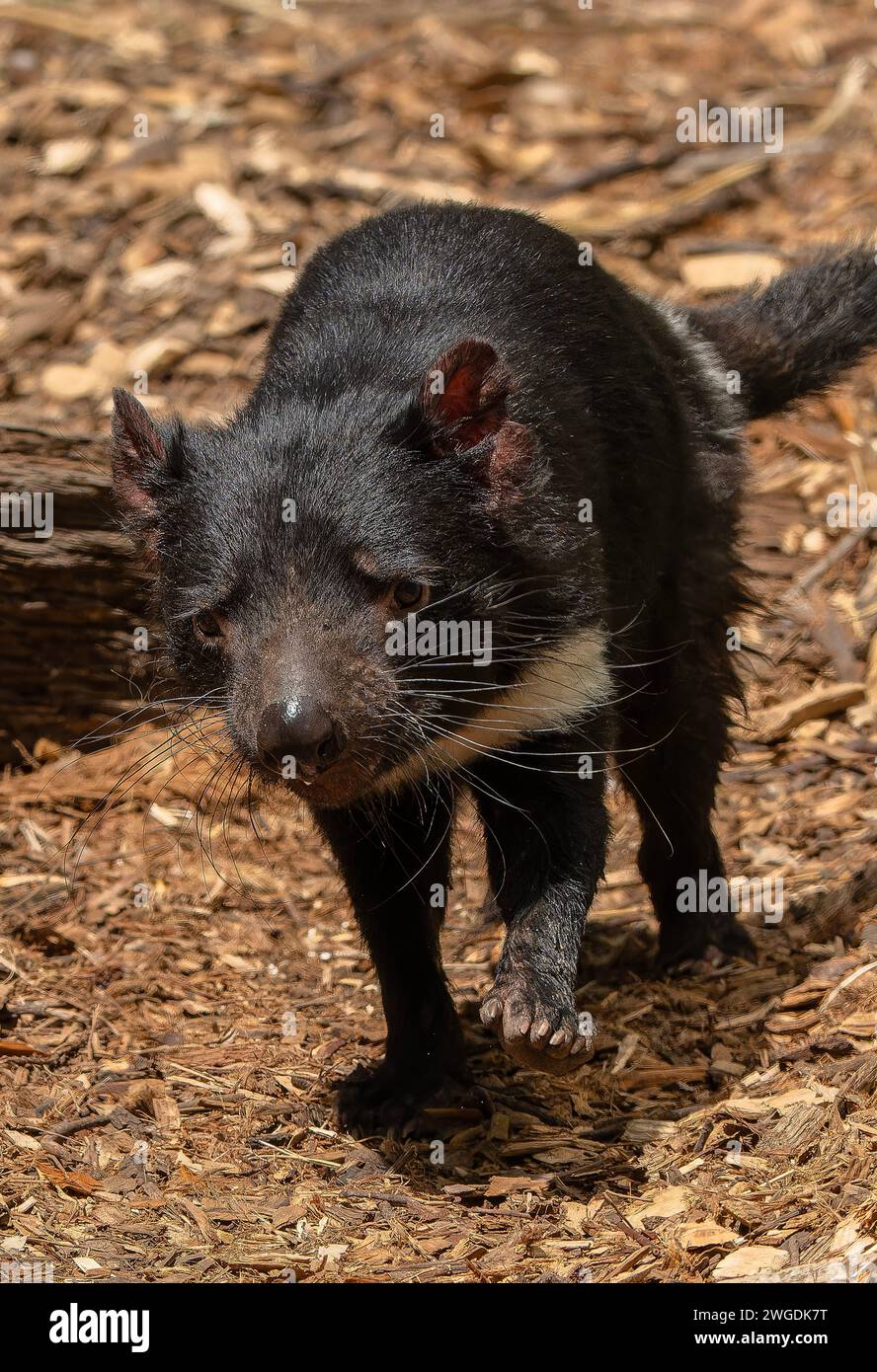 Diavolo della Tasmania, Sarcophilus harrisii, corsa e caccia. Tasmania. Foto Stock