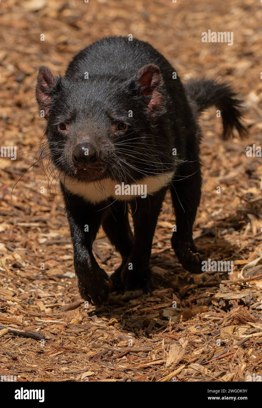 Diavolo della Tasmania, Sarcophilus harrisii, caccia. Tasmania. Foto Stock