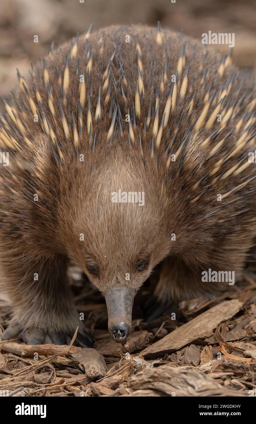 Echidna dal becco corto della Tasmania, Tachyglossus aculeatus setosus, che si nutrono di boschi. Tasmania. Foto Stock