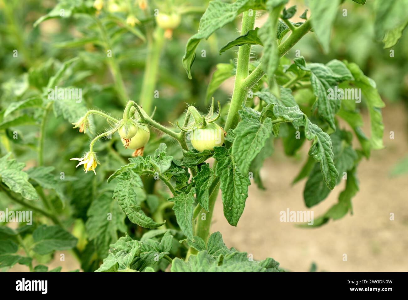 Cespuglio di pomodoro. Fiori fioriti sui rami del cespuglio e apparvero ovaie verdi di pomodoro. Foto Stock