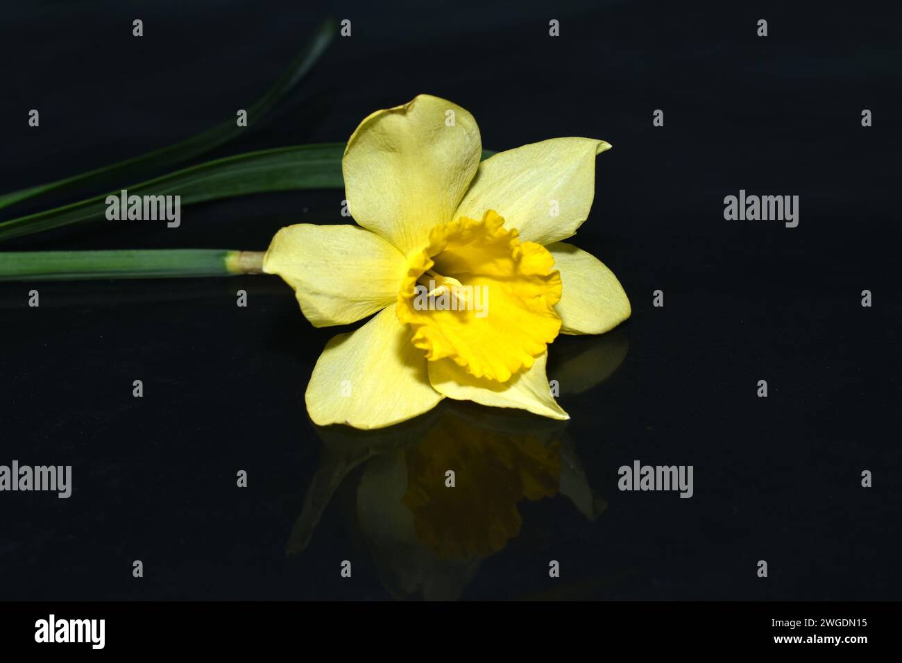 Un solo fiore giallo chiamato narciso giace su uno sfondo nero. Foto Stock