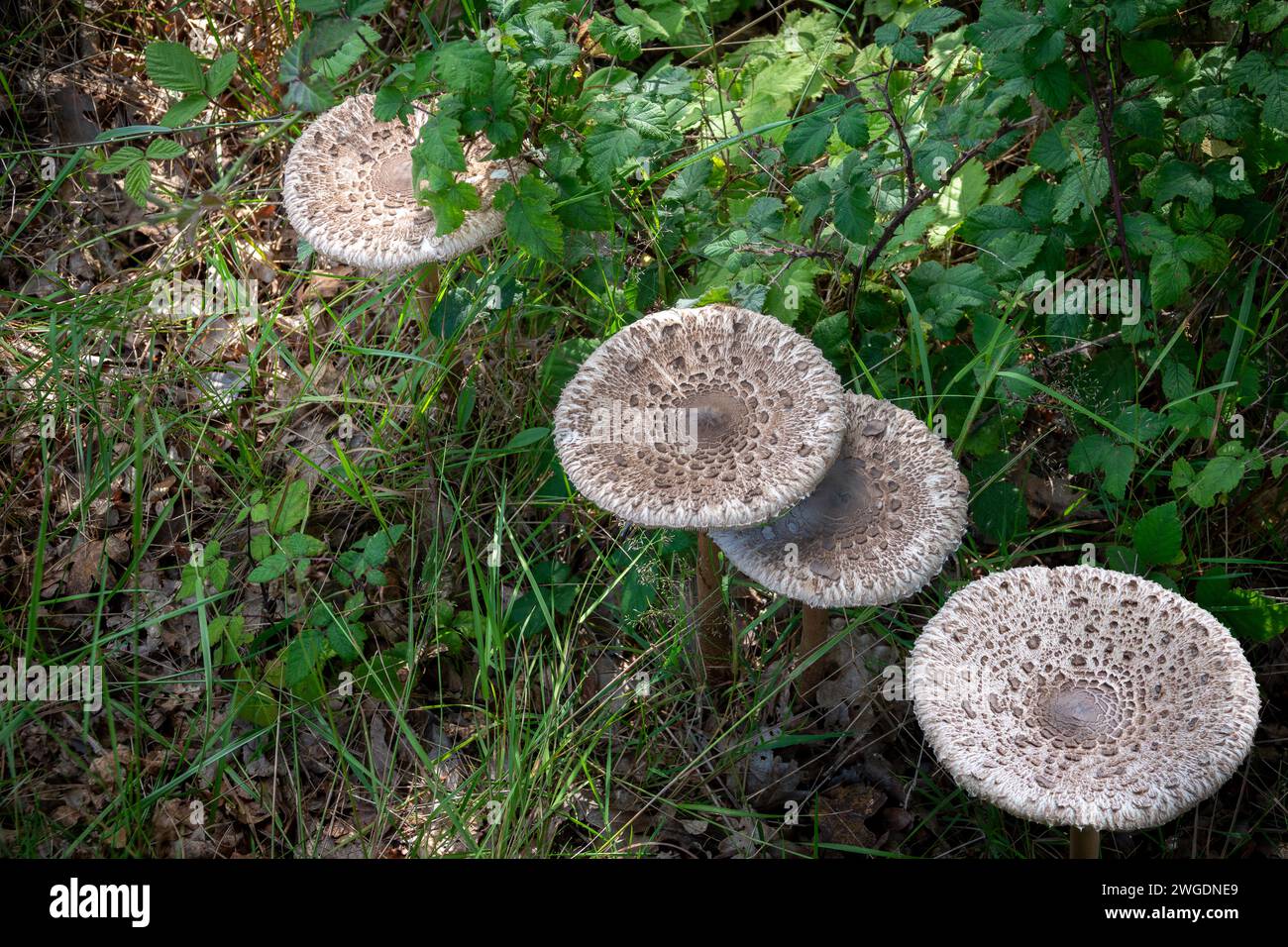 Parasol Mushroom a Suffolk, Regno Unito Foto Stock