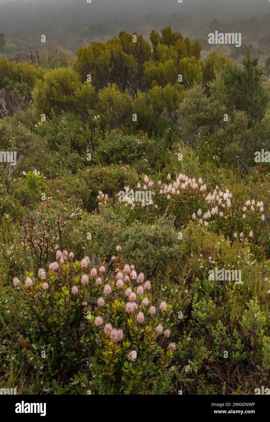 Rocket di montagna, Bellendena montana, in fiore sull'Hartz Peak, negli altopiani delle Hartz Mountains, Tasmania. Foto Stock