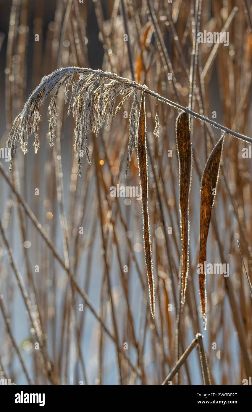 Canne comuni, Phragmites communis, teste di semi in una mattinata gelata, Somerset. Foto Stock