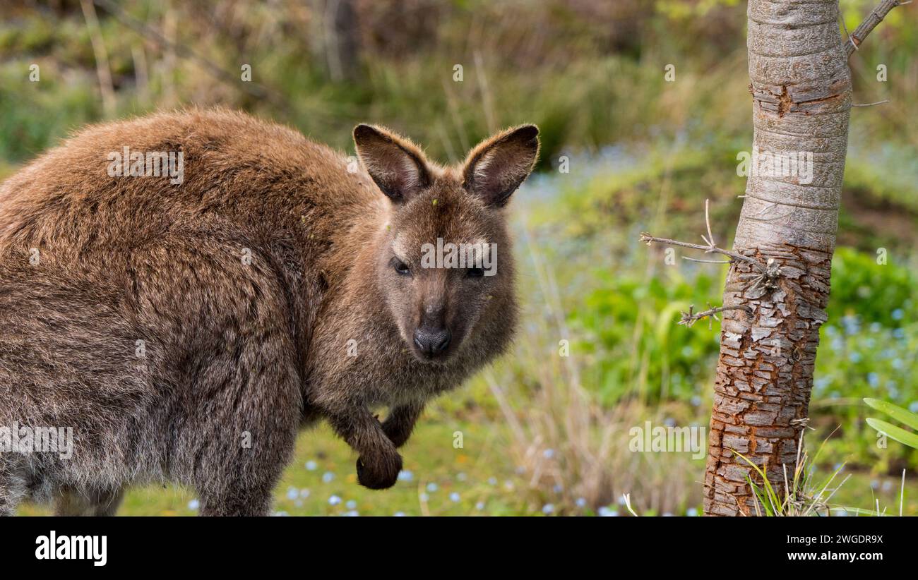 Wallaby nell'habitat naturale, Bruny Island Foto Stock