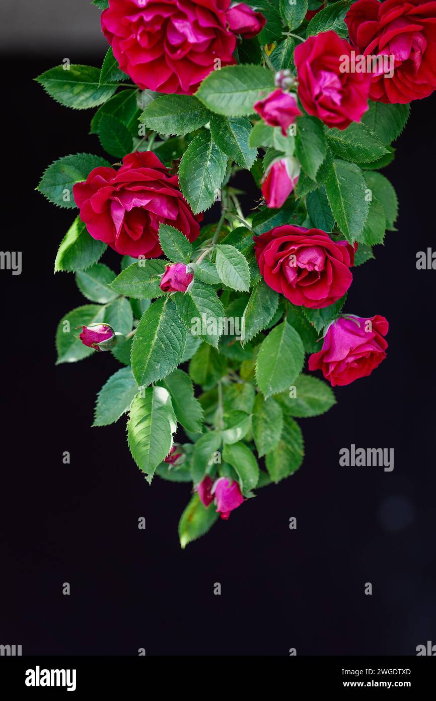Fiori di rose rosse su sfondo scuro. Rosetta in fiore da vicino. Foto Stock