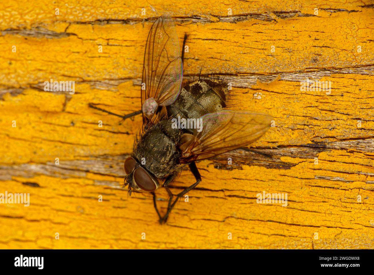 Genere Pollenia Cluster mosche famiglia Polleniidae carta da parati insetti, foto, fotografia Foto Stock