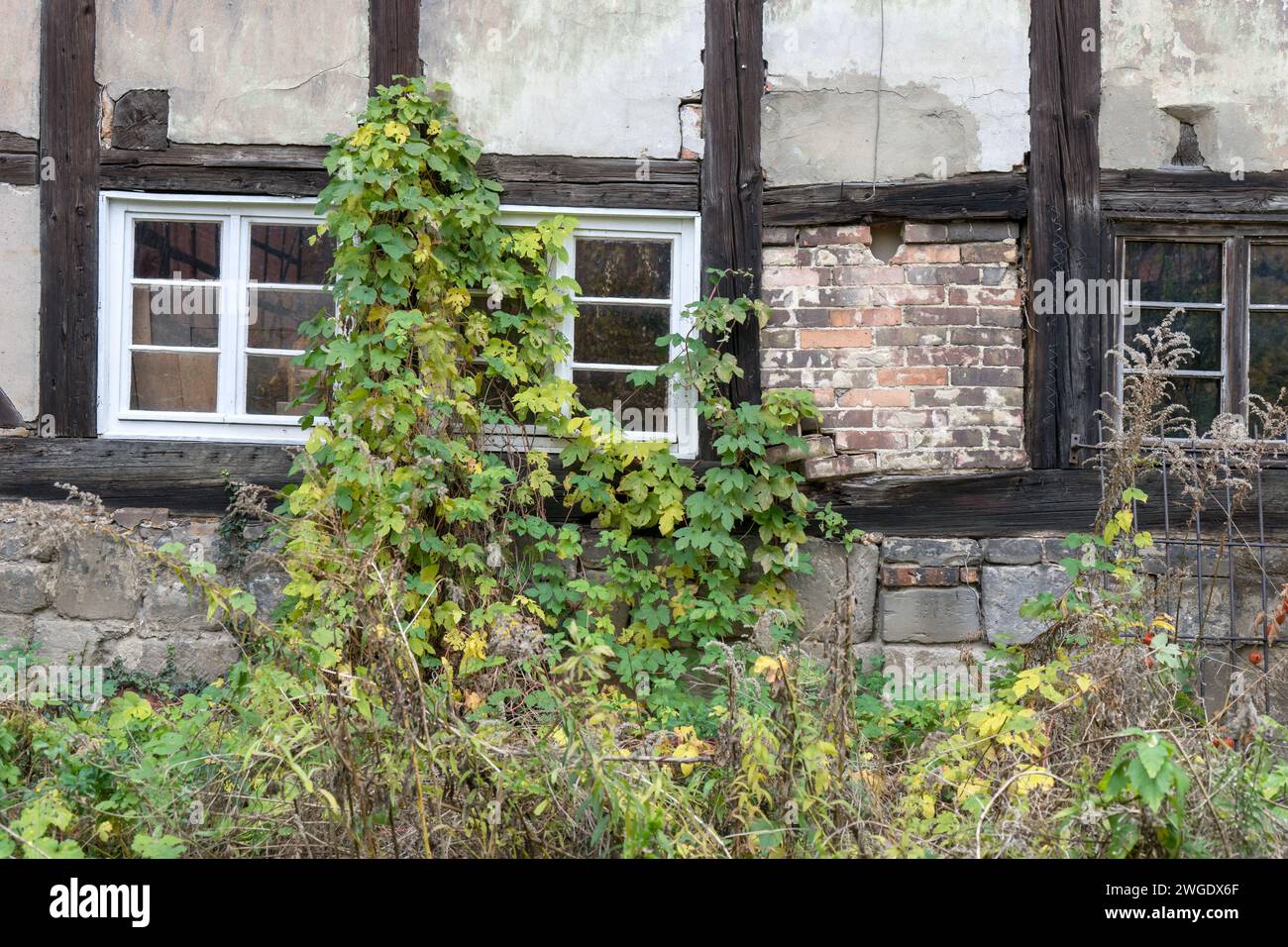 Dettaglio di una vecchia casa in legno fatiscente a Quedlinburg Foto Stock
