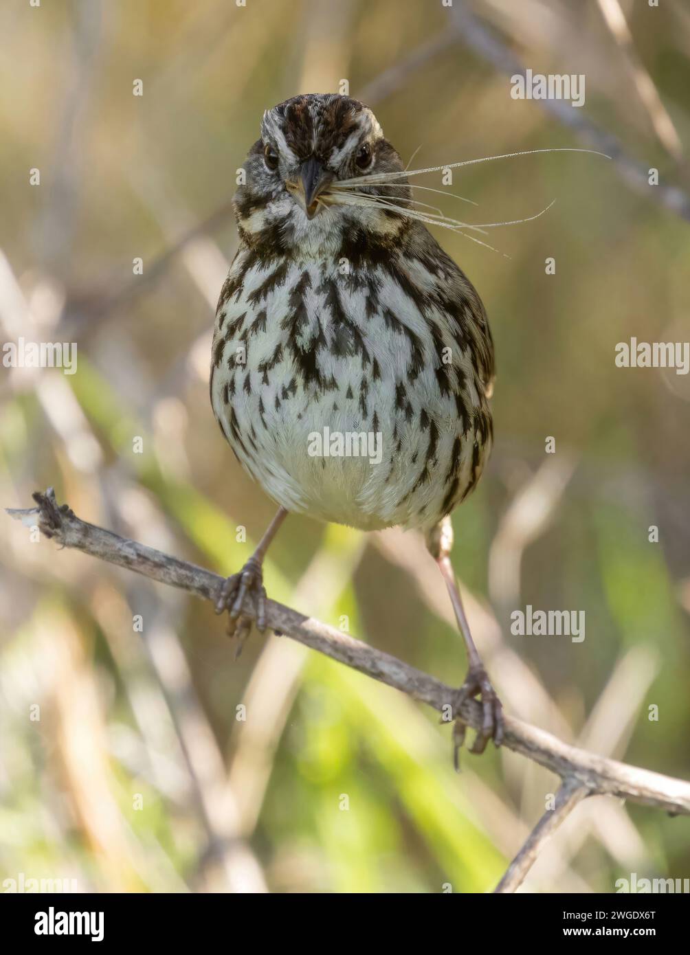 Song Sparrow con Foxtail. Palo alto Baylands, Contea di Santa Clara, California. Foto Stock