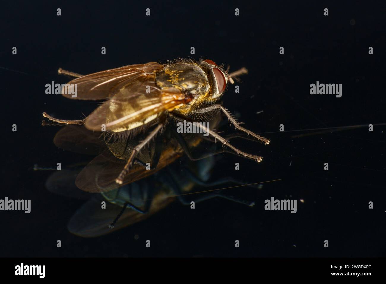 Genere Pollenia Cluster mosche famiglia Polleniidae carta da parati insetti, foto, fotografia Foto Stock