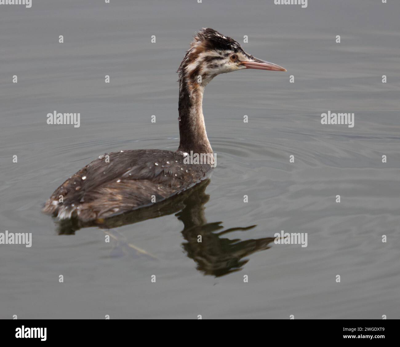 Great Crested Grebe nel piumaggio invernale Foto Stock