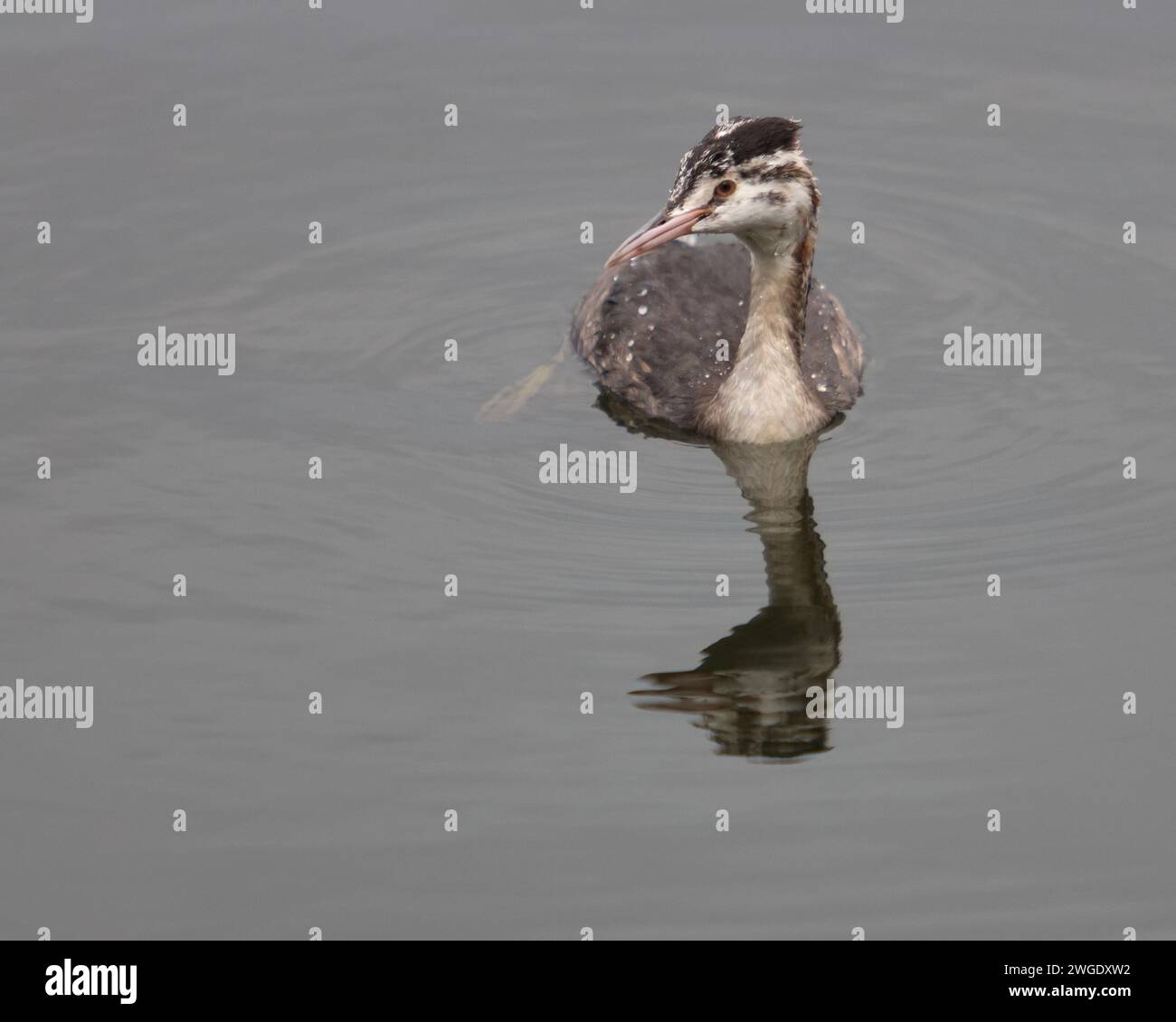 Great Crested Grebe nel piumaggio invernale Foto Stock