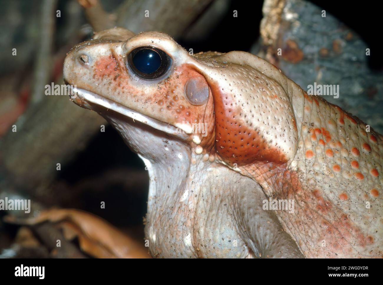 Rospo con lati lisci o maculati, Crapaud de Leschenault, Rhaebo guttatus, varangy Foto Stock