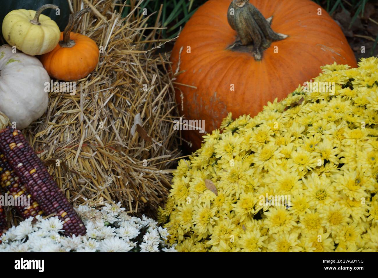 Un vivace e accogliente primo piano di una raccolta autunnale presenta zucche, crisantemi e mais, a simboleggiare la ricchezza della stagione. Foto Stock