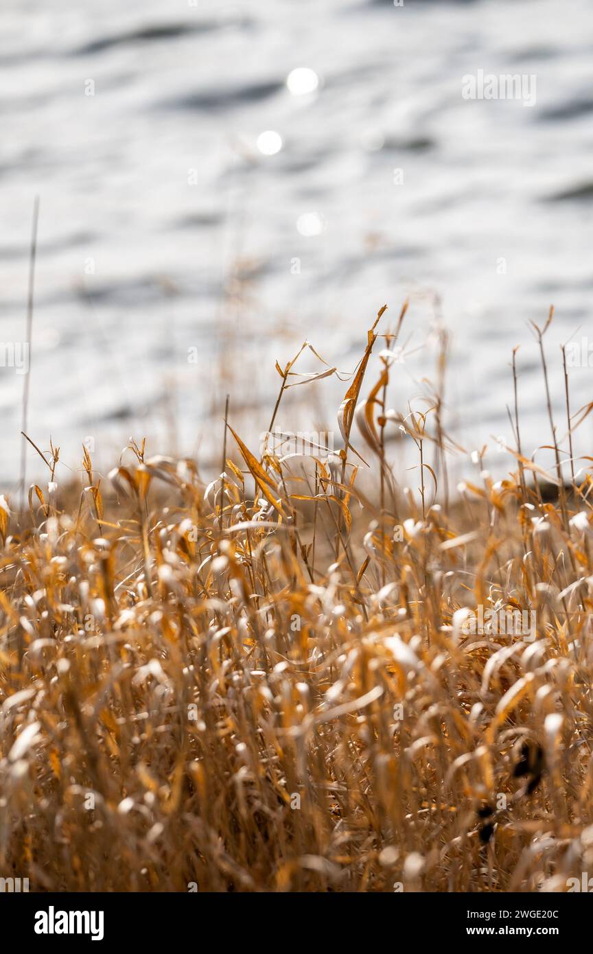 Area allagata con erba morta e ramoscelli senza foglie che si insinuano nell'acqua Foto Stock