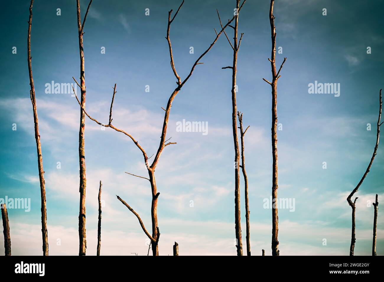 Alberi uccisi a Kirchwerder, Amburgo, Germania Foto Stock