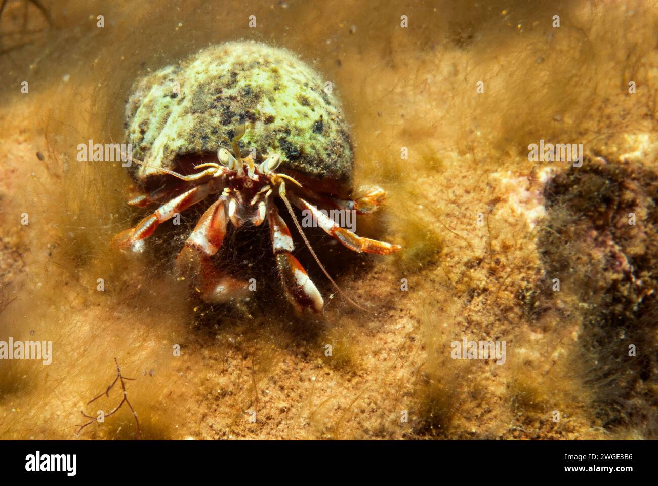 Granchio eremita sott'acqua nel fiume San Lorenzo Foto Stock