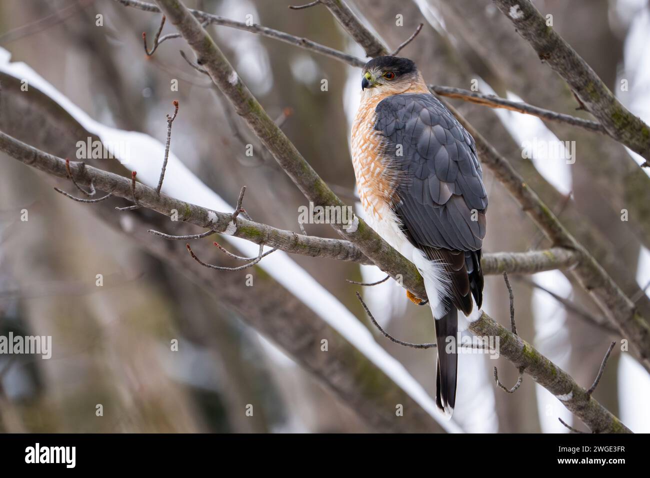 Il falco di Cooper riposa su un persico durante l'inverno. Foto Stock
