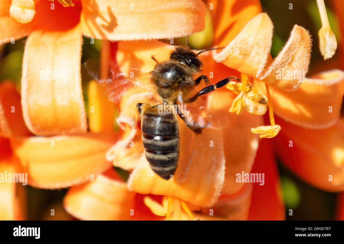 Un'ape da miele occidentale o ape da miele europea (Apis mellifera) sta polinizzando e raccogliendo il nettare da una pirostegia venusta, comunemente nota come fiamma Foto Stock