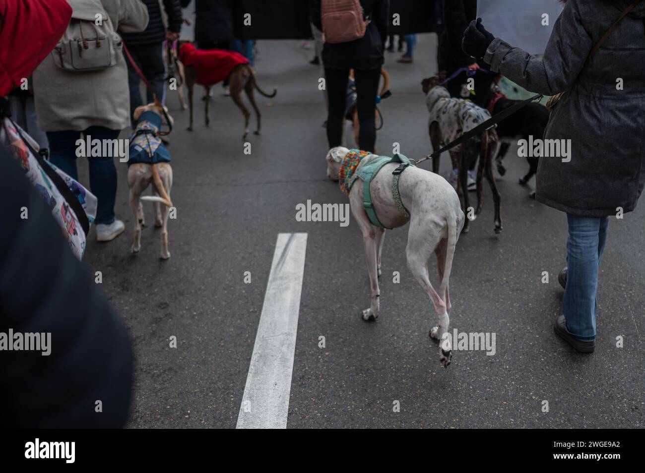 Migliaia di persone manifestano in Spagna per chiedere la fine della caccia con i cani, Saragozza, Spagna Foto Stock