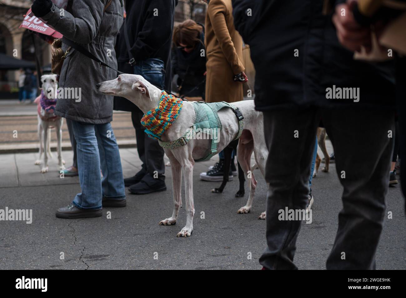 Migliaia di persone manifestano in Spagna per chiedere la fine della caccia con i cani, Saragozza, Spagna Foto Stock