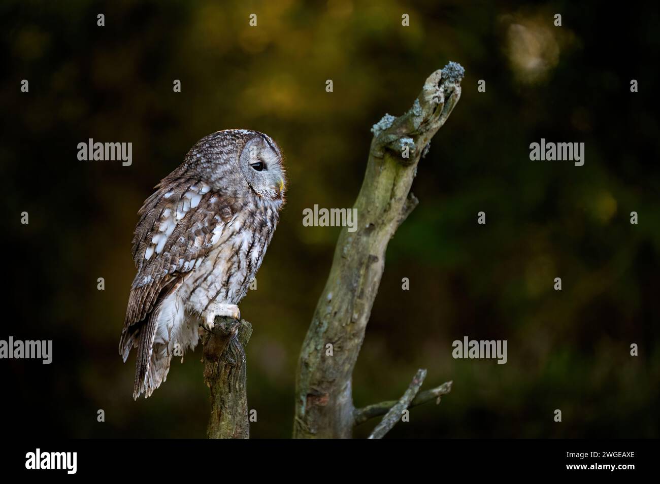 Il gufo tawny (Strix aluco) è anche chiamato gufo marrone. Foto Stock