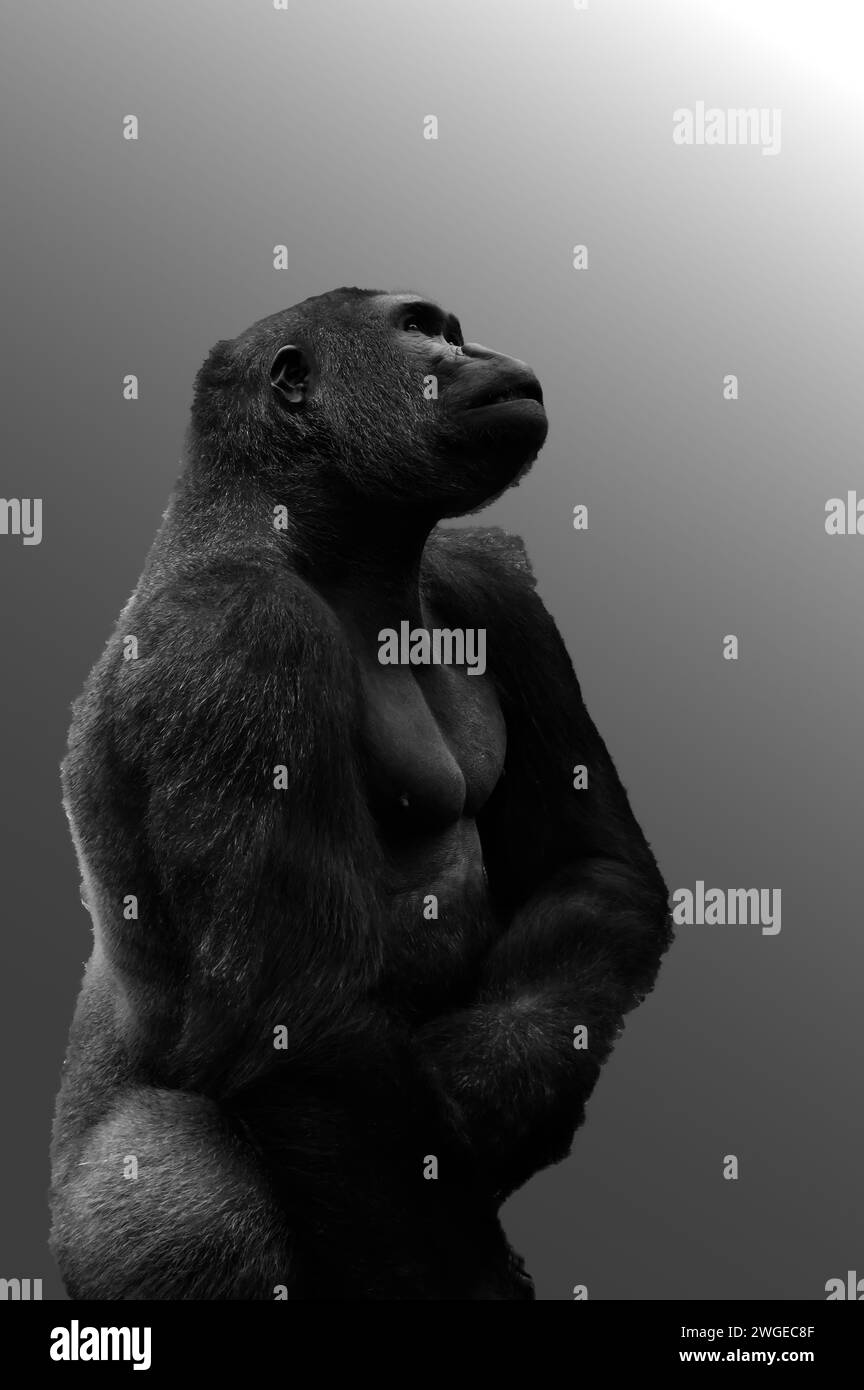 Parte del corpo di un gorilla con una bella espressione del volto su uno sfondo grigio Foto Stock