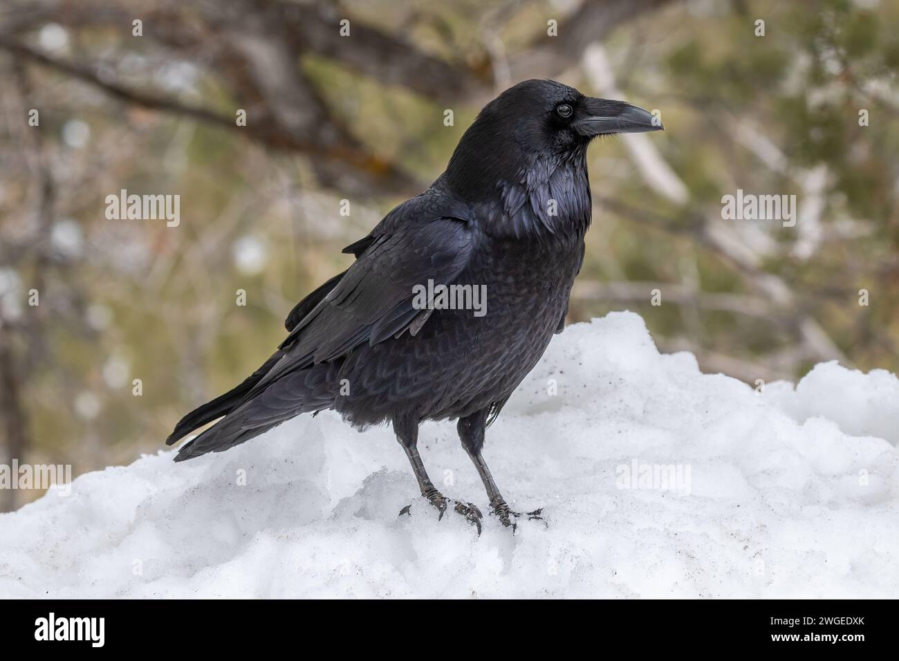 Common Raven (genere Corvus) in piedi sulla riva del neve, vista laterale, Parco Nazionale del Grand Canyon. Foresta in background. Foto Stock