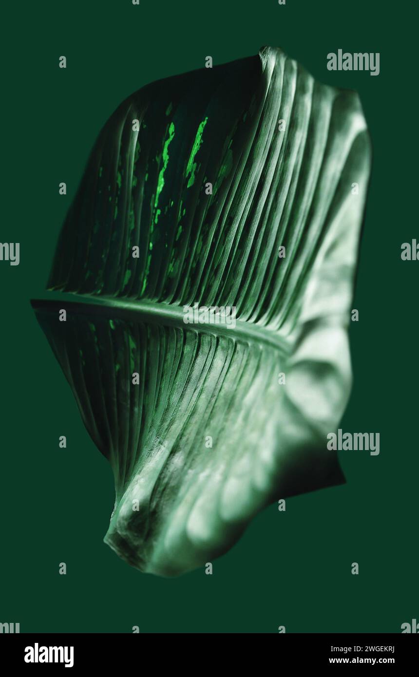 Frammenti di foglie singole di Dieffenbachia/stupida pianta di canna da zucchero. Immagine astratta artistica futuristica. Manipolazione delle immagini. Minimalismo, primo piano, sostenibilità Foto Stock