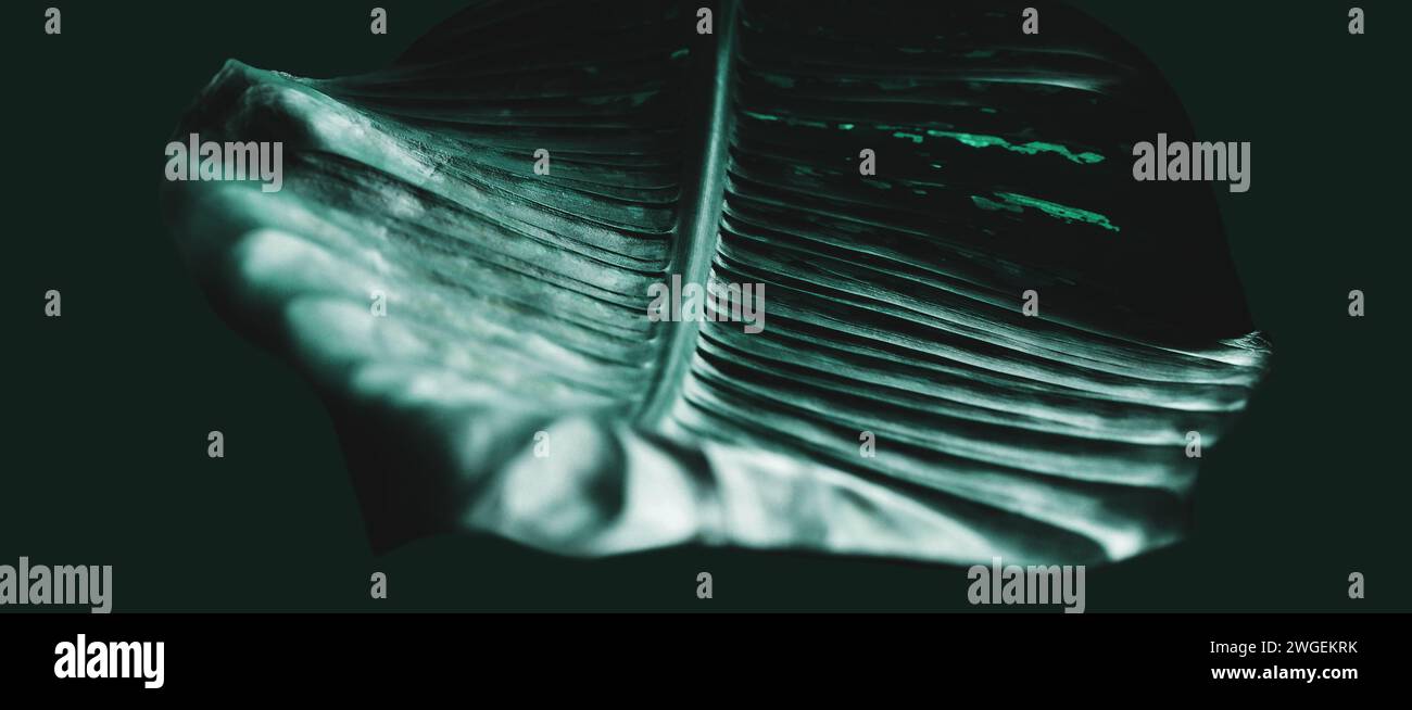 Frammenti di foglie singole di Dieffenbachia/stupida pianta di canna da zucchero. Immagine astratta artistica futuristica. Manipolazione delle immagini. Minimalismo, primo piano, sostenibilità Foto Stock