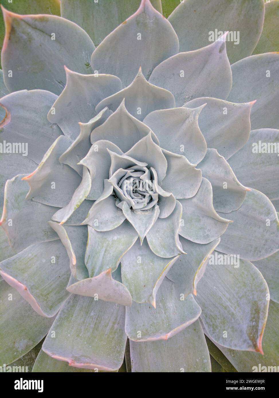 Dettagli ravvicinati di uno Chalk Liveforever (Dudleya pulverulenta) succulento Foto Stock