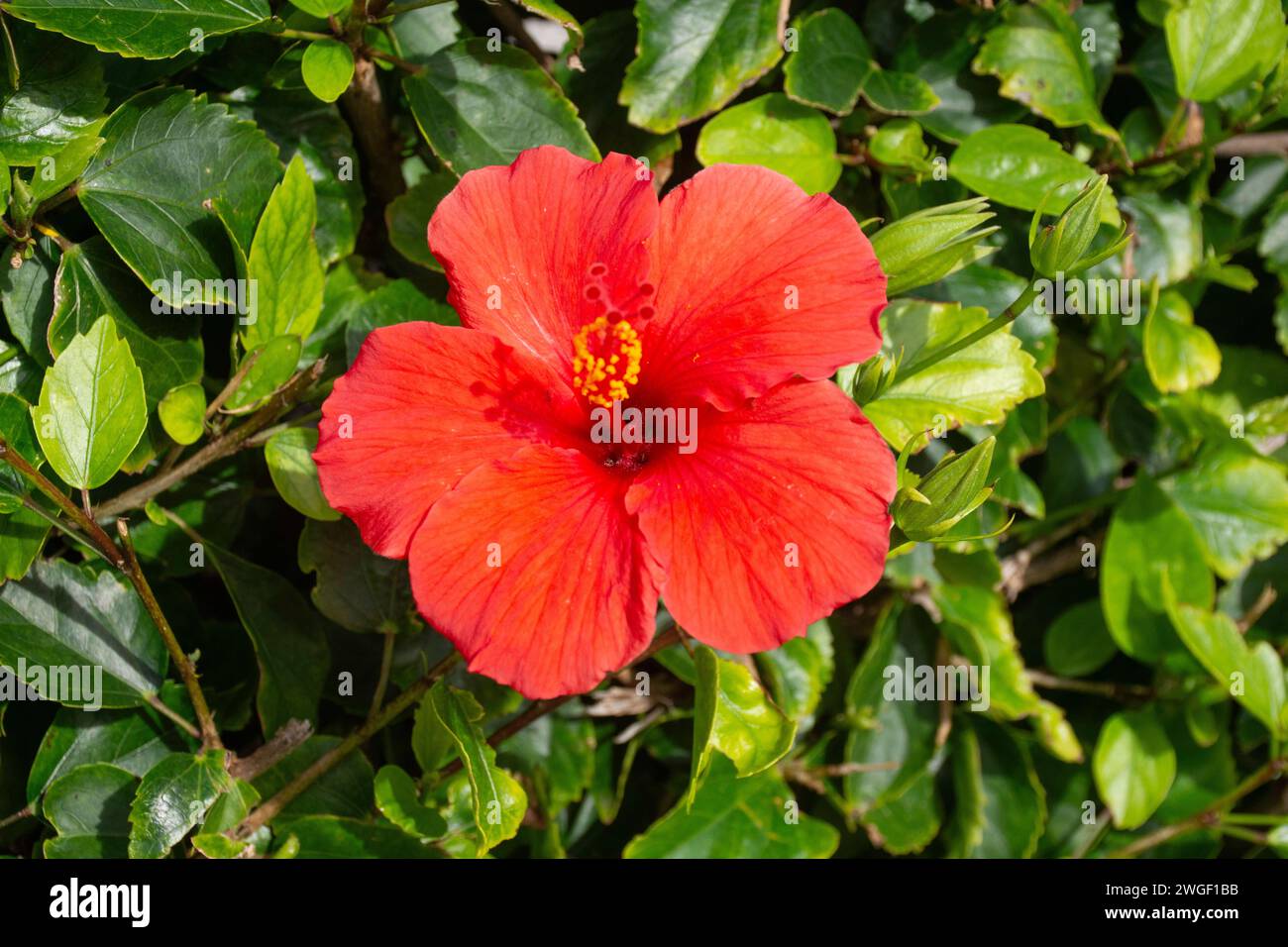 Fiore di ibisco rosso in giardino, Royal Naval Dockyard, Sandy's Parish, Bermuda Foto Stock