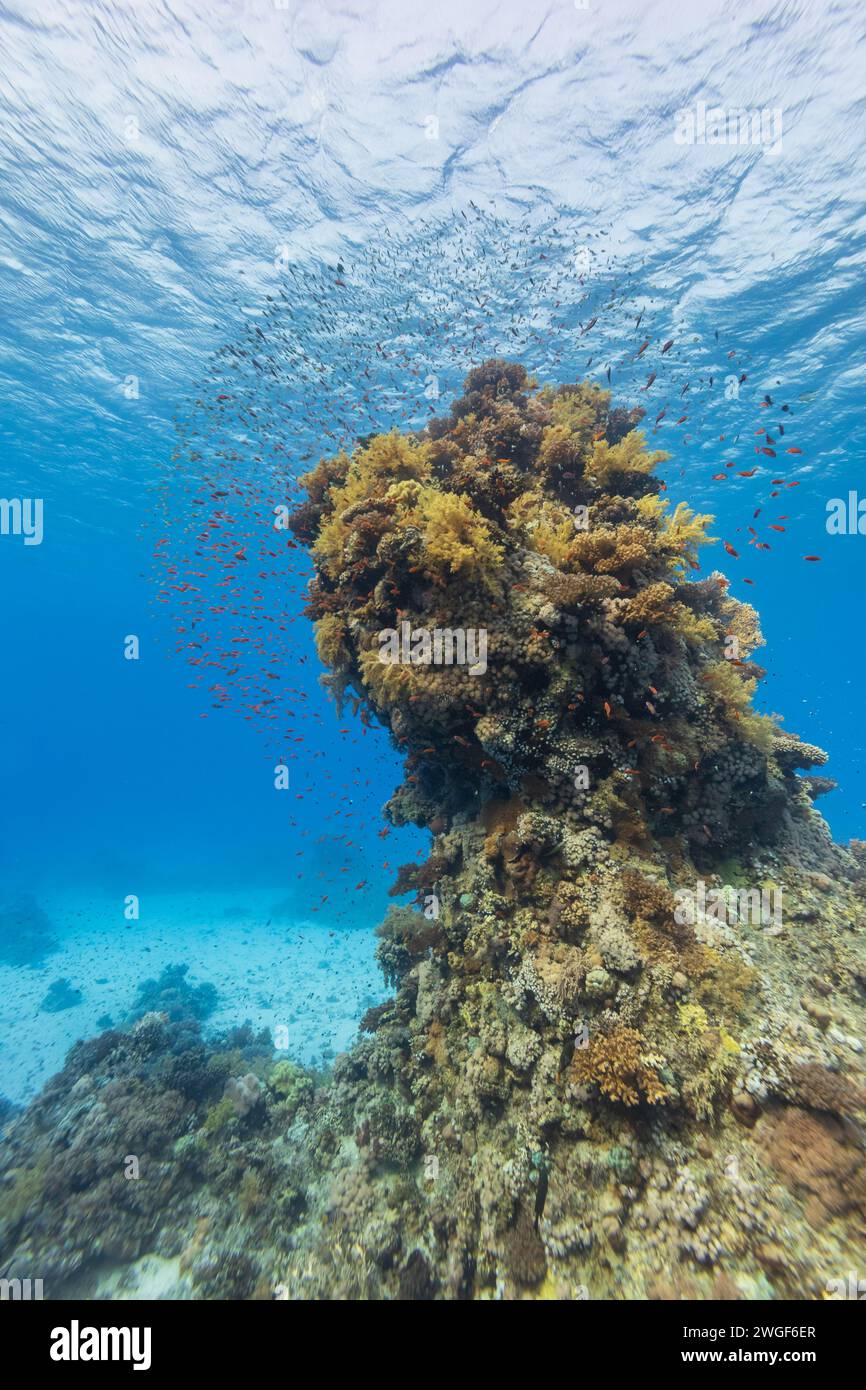 Piccoli pesci colorati della barriera corallina, Antias, nuotano sulla splendida e salutare barriera corallina in acque cristalline Foto Stock