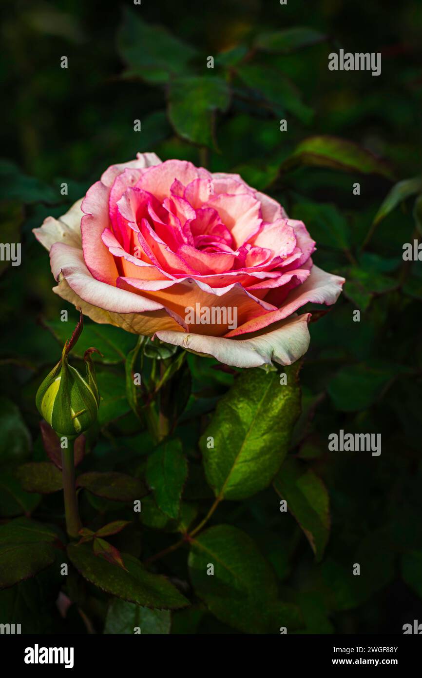 Elegante rosa in pieno fiore con bocciolo, Hamilton, Ontario, Canada Foto Stock