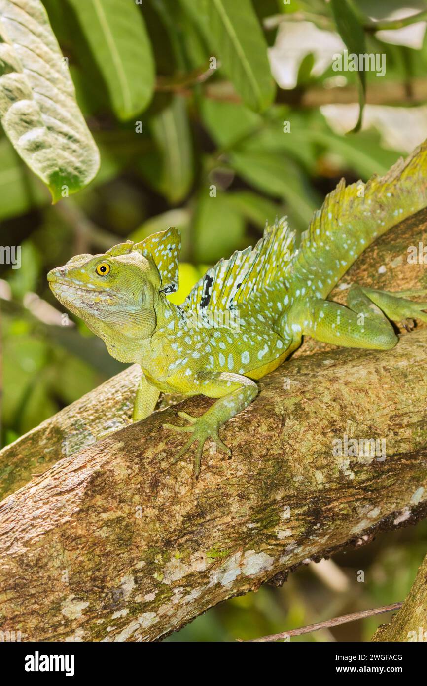 Basilisk plumed (Basiliscus plumifrons), Parco nazionale della Cahuita, Costa Rica Foto Stock