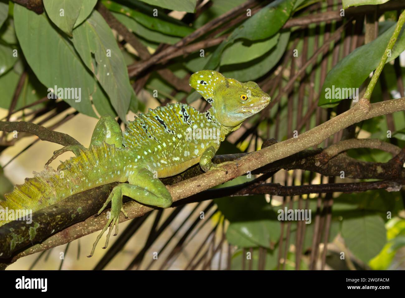 Basilisk plumed (Basiliscus plumifrons), Parco nazionale della Cahuita, Costa Rica Foto Stock