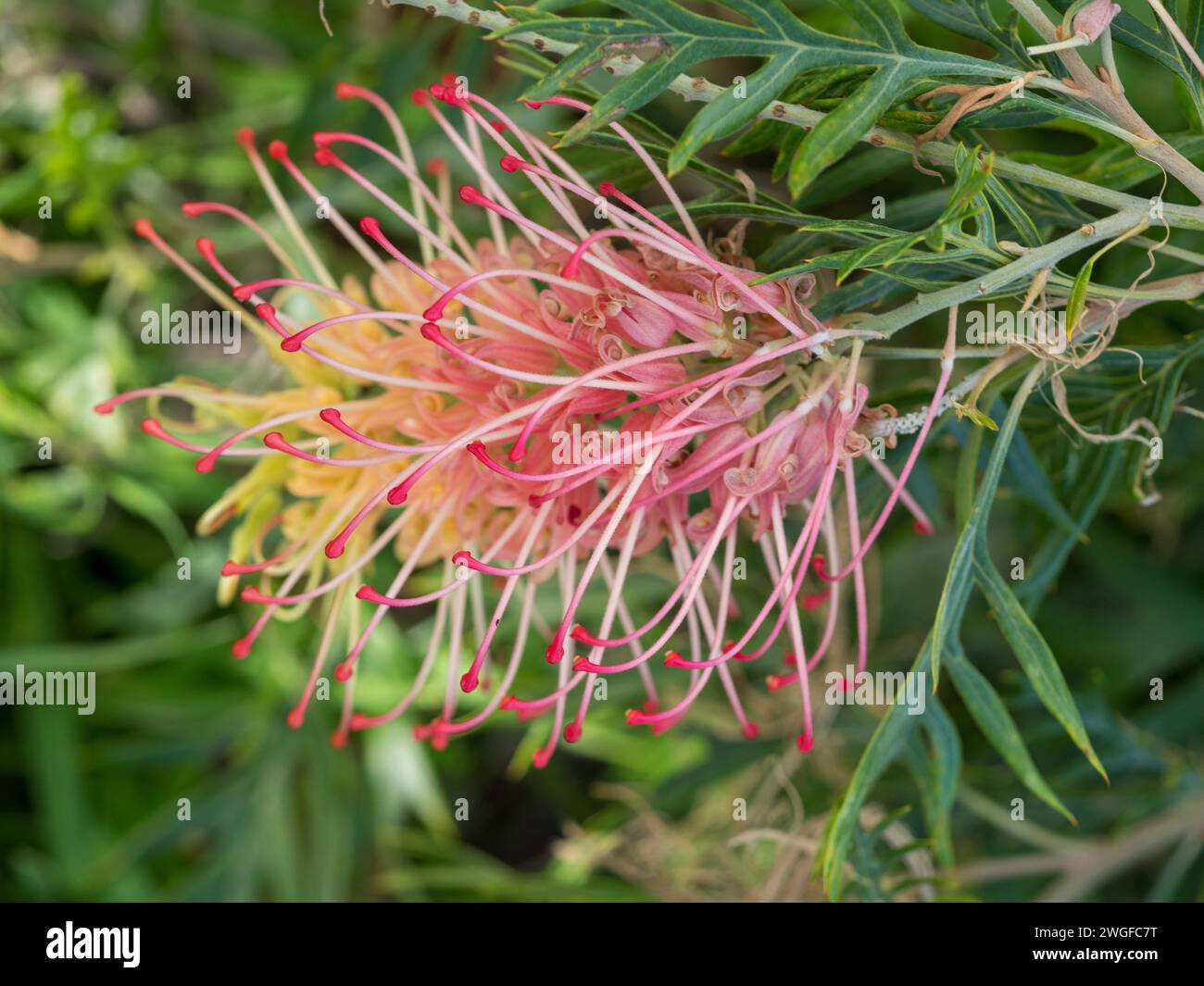 Fiori di piante di Grevillea, «Loopy Lou» grazioso rosa rosso e giallo Fiore di pennello Foto Stock