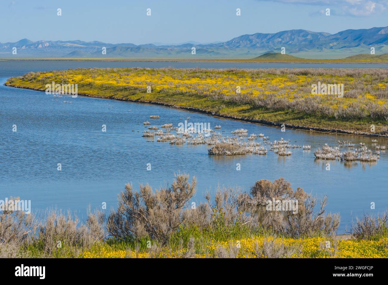Il lago Soda pieno di acqua e fiori selvatici fioriscono al Carrizo Plain Ntional Monument, California centrale Foto Stock