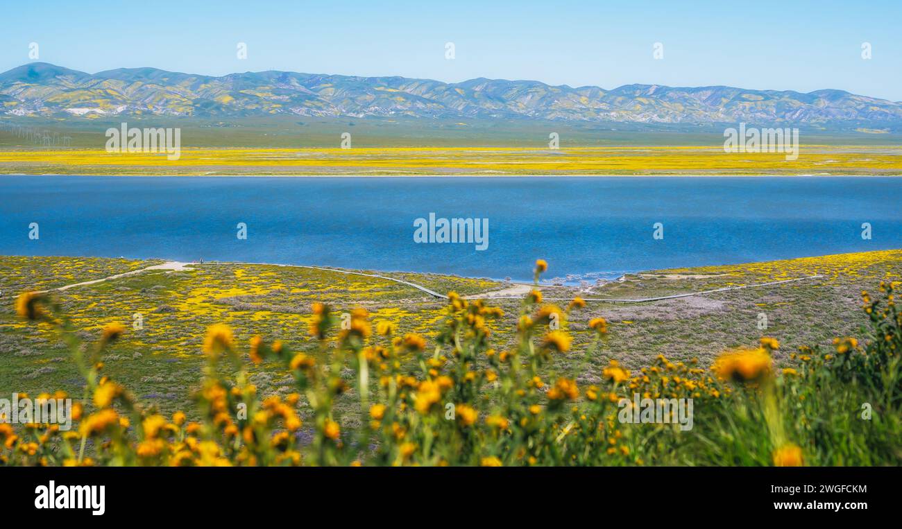 Fiori selvatici super fiorire nel Carrizo Plain National Monument, California Foto Stock
