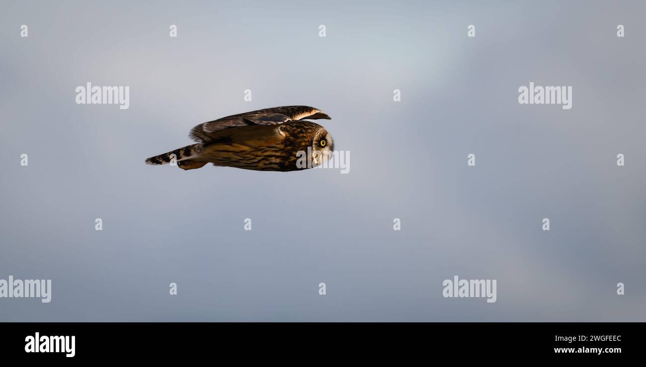 Panorama del gufo dalle orecchie corte in volo di livello con osservazione dell'occhio giallo Foto Stock