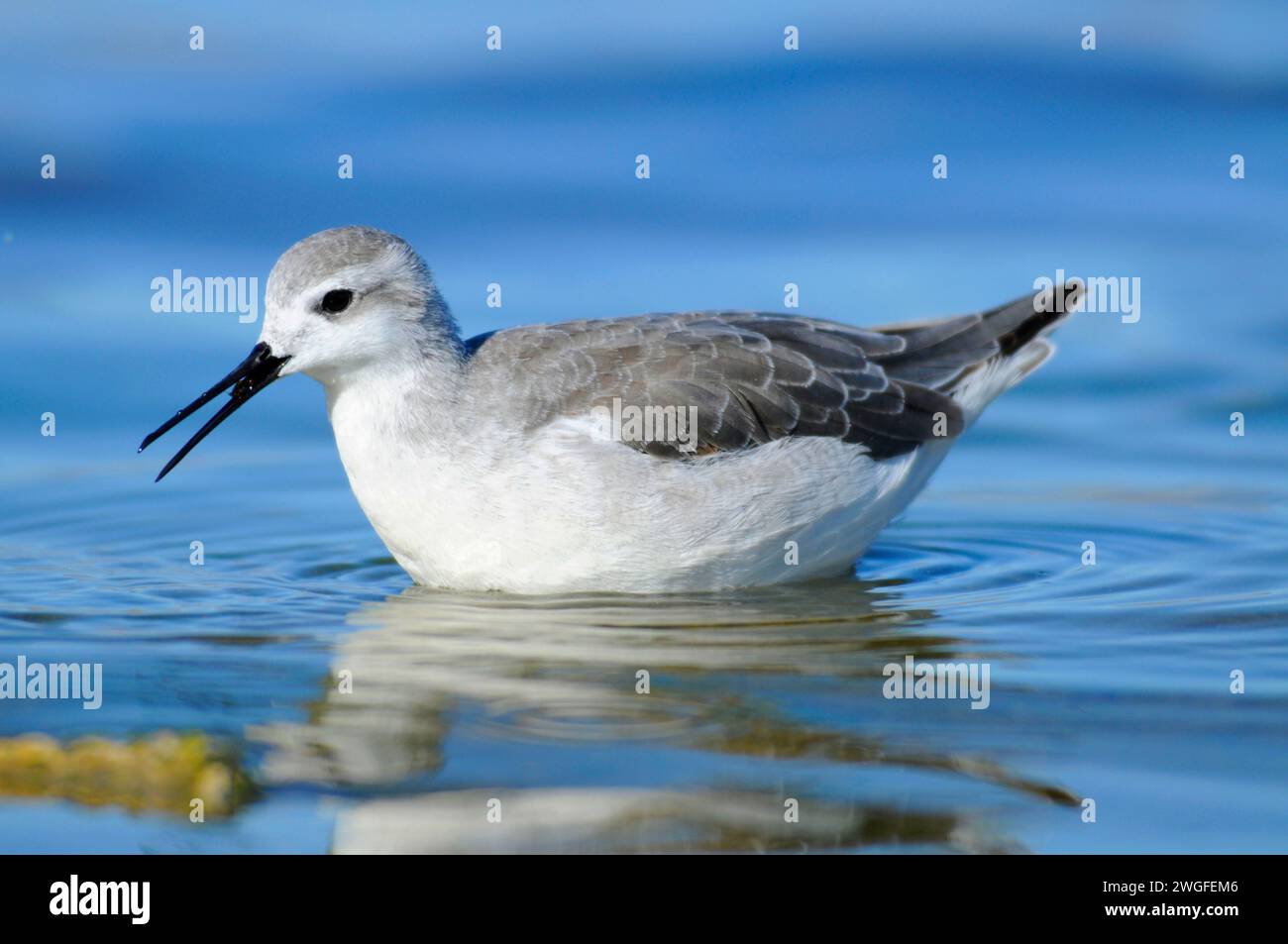 Phalarope al Lago Abert, quartiere Lakeview Bureau of Land Management, Oregon Foto Stock