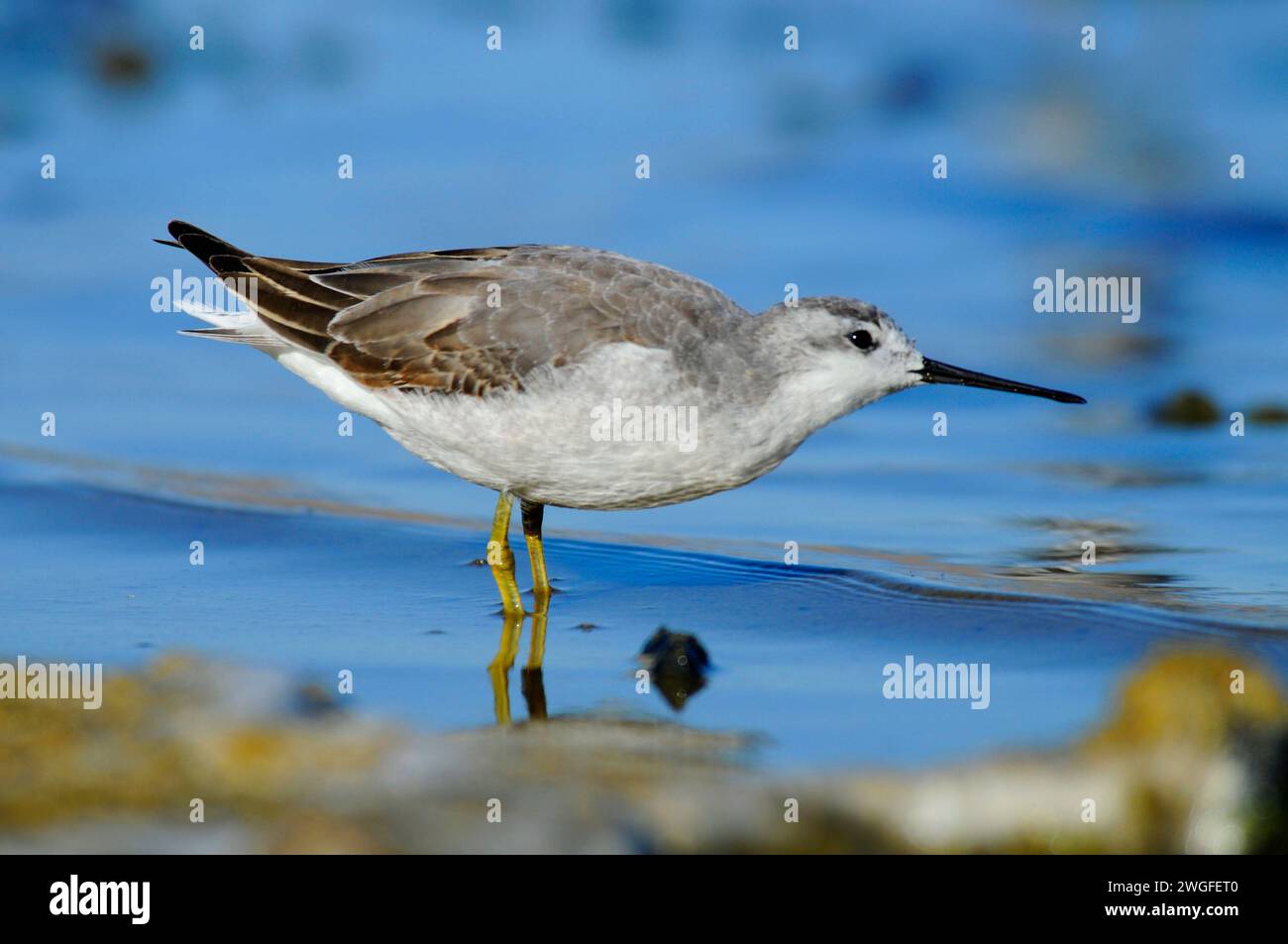 Phalarope al Lago Abert, quartiere Lakeview Bureau of Land Management, Oregon Foto Stock