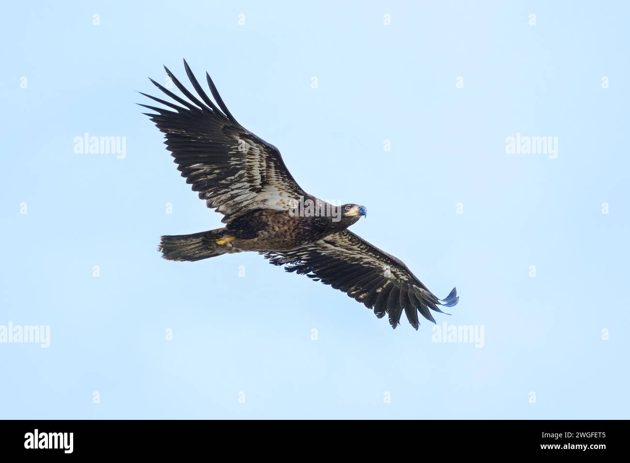 Aquila calva immatura isolata contro il cielo azzurro limpido con le ali spalmate Foto Stock