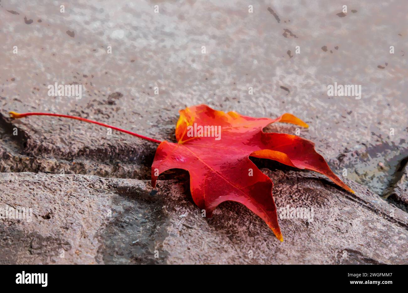Foglia d'acero rosso su sfondo piastrellato in cemento. Effetto acquerello. Foto Stock