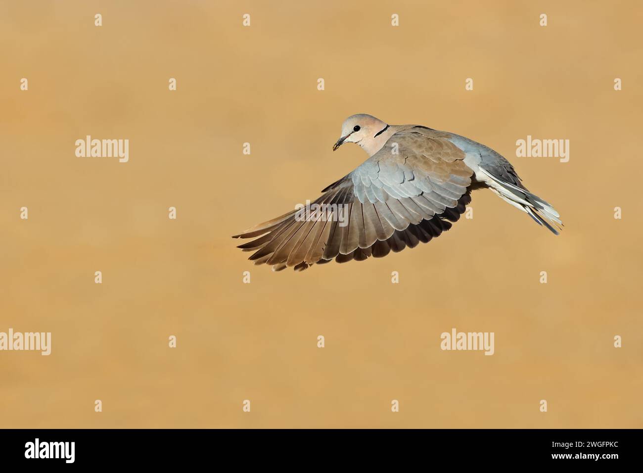 Una colomba di tartaruga del Capo (Streptopelia capicola) in volo con ali aperte, Sudafrica Foto Stock