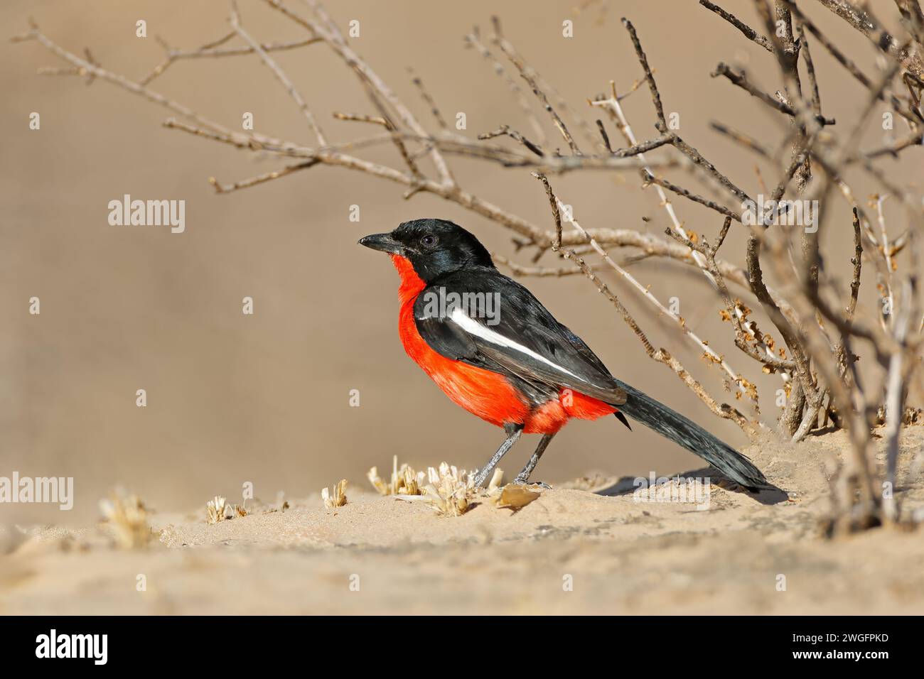 Gamberetto cremisi colorato (Laniarius atrococcineus), deserto di Kalahari, Sudafrica Foto Stock