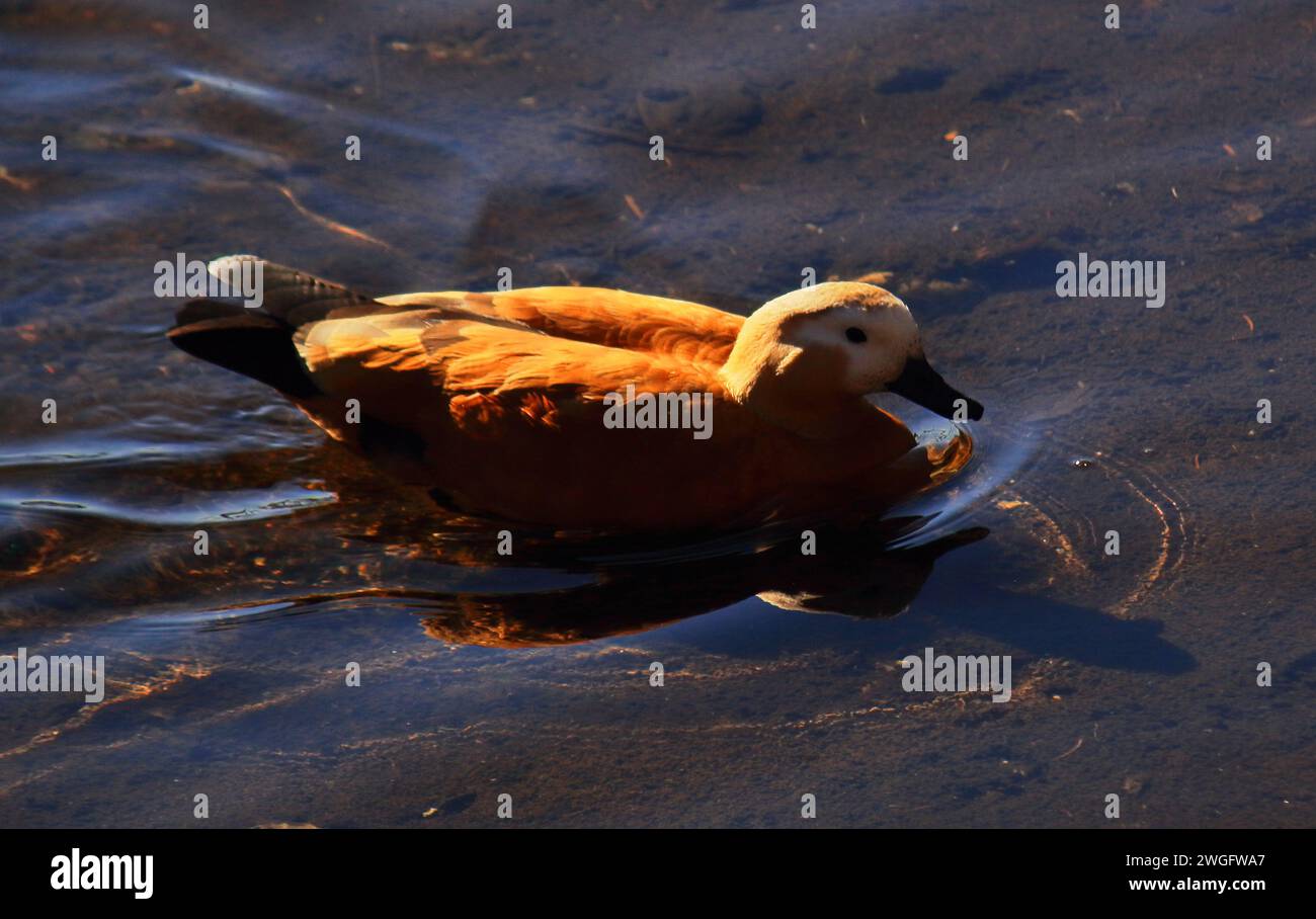 bellissimo uccello migratorio ruddy shelduck o brahminy duck (tadorna ferruginea) che nuota nel lago chupi o chupir char, riserva ornitologica di purbasthali, india Foto Stock